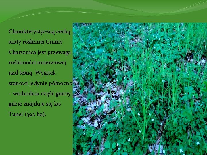 Charakterystyczną cechą szaty roślinnej Gminy Charsznica jest przewaga roślinności murawowej nad leśną. Wyjątek stanowi