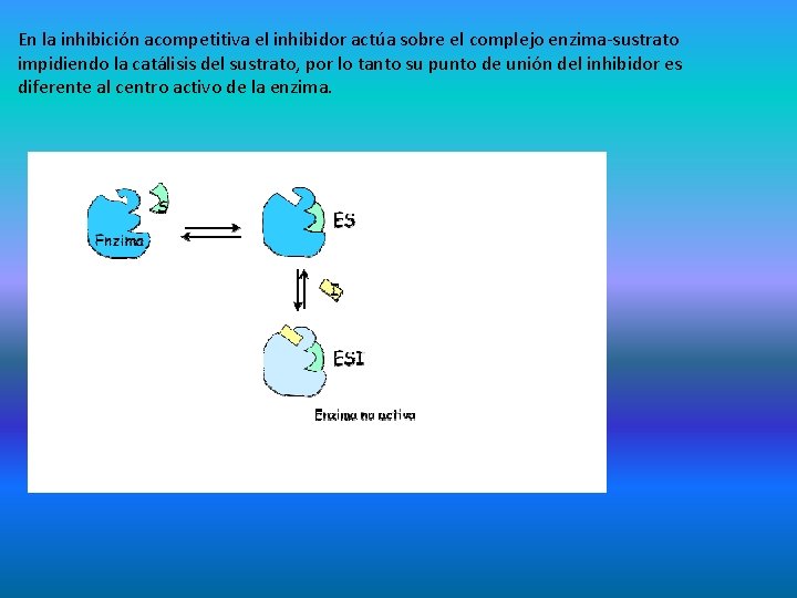En la inhibición acompetitiva el inhibidor actúa sobre el complejo enzima-sustrato impidiendo la catálisis