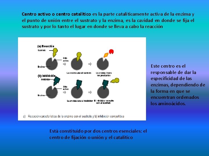 Centro activo o centro catalítico es la parte catalíticamente activa de la enzima y