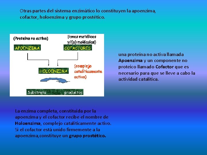 Otras partes del sistema enzimático lo constituyen la apoenzima, cofactor, holoenzima y grupo prostético.