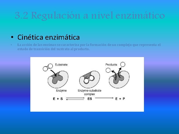 3. 2 Regulación a nivel enzimático • Cinética enzimática • La acción de las