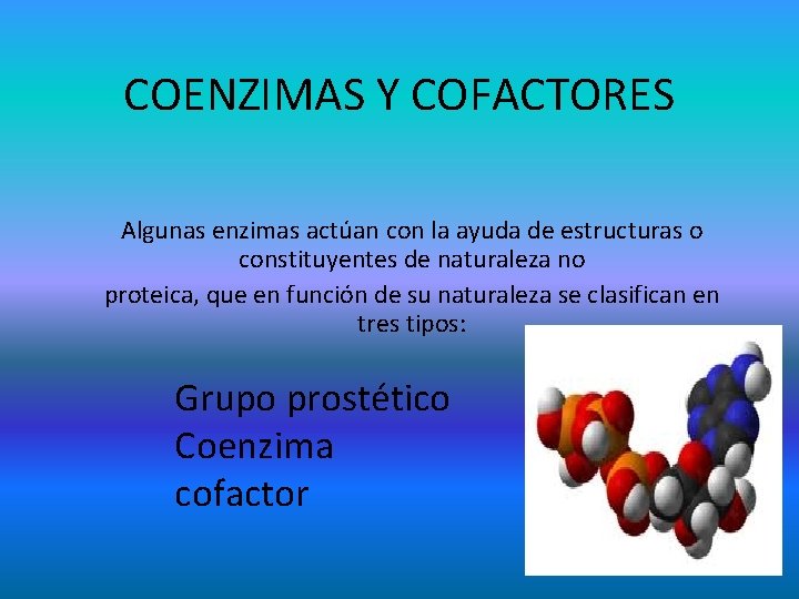 COENZIMAS Y COFACTORES Algunas enzimas actúan con la ayuda de estructuras o constituyentes de