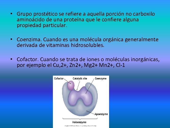  • Grupo prostético se refiere a aquella porción no carboxilo aminoácido de una