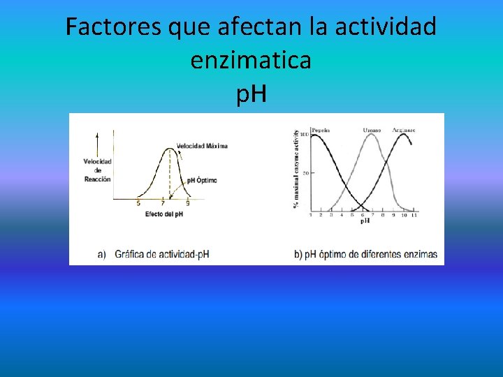 Factores que afectan la actividad enzimatica p. H Efectos del ph 