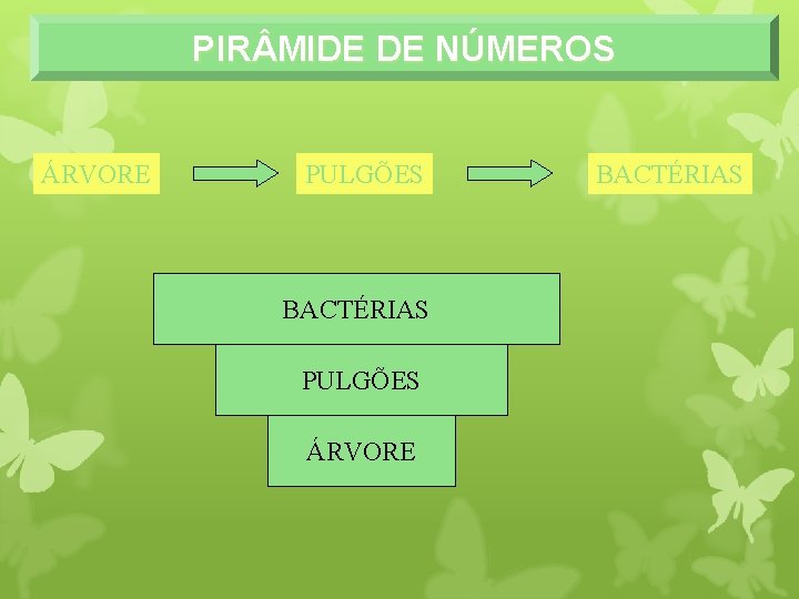 PIR MIDE DE NÚMEROS ÁRVORE PULGÕES BACTÉRIAS PULGÕES ÁRVORE BACTÉRIAS 