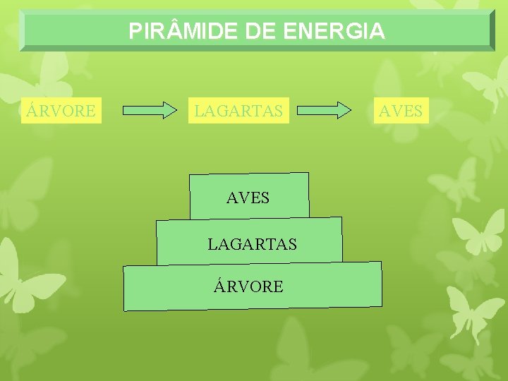 PIR MIDE DE ENERGIA ÁRVORE LAGARTAS AVES LAGARTAS ÁRVORE AVES 