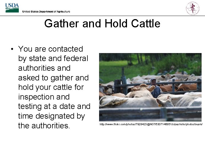 Gather and Hold Cattle • You are contacted by state and federal authorities and