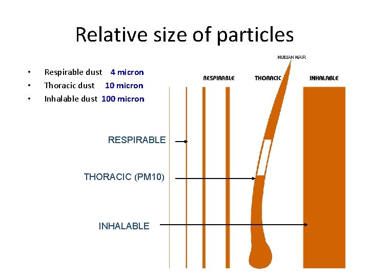 Relative size of particles • • • Respirable dust 4 micron Thoracic dust 10