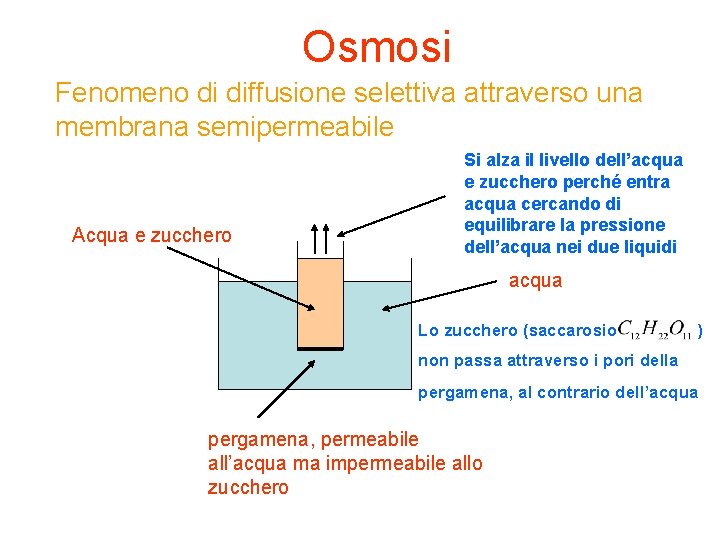 Osmosi Fenomeno di diffusione selettiva attraverso una membrana semipermeabile Acqua e zucchero Si alza Osmosi Fenomeno di diffusione selettiva attraverso una membrana semipermeabile Acqua e zucchero Si alza