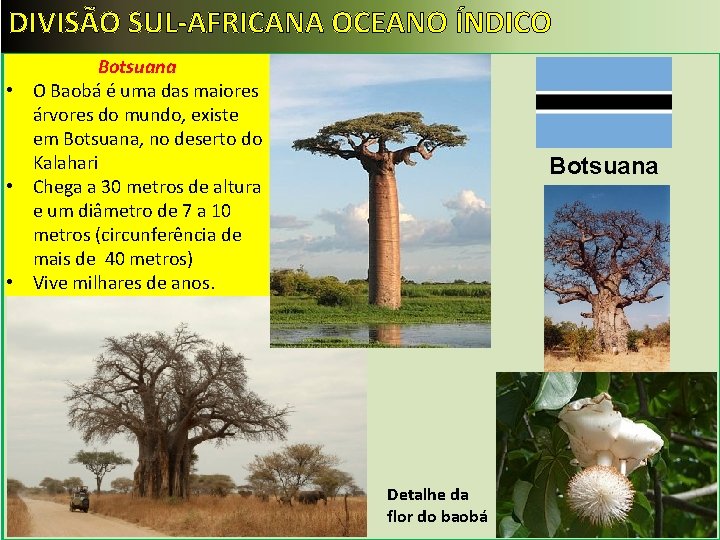 DIVISÃO SUL-AFRICANA OCEANO ÍNDICO Botsuana • O Baobá é uma das maiores árvores do