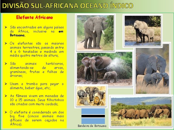 DIVISÃO SUL-AFRICANA OCEANO ÍNDICO Elefante Africano Ø São encontrados em alguns países da África,