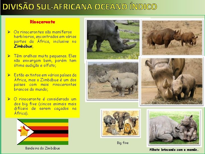 DIVISÃO SUL-AFRICANA OCEANO ÍNDICO Rinoceronte Ø Os rinocerontes são mamíferos herbívoros, encontrados em várias