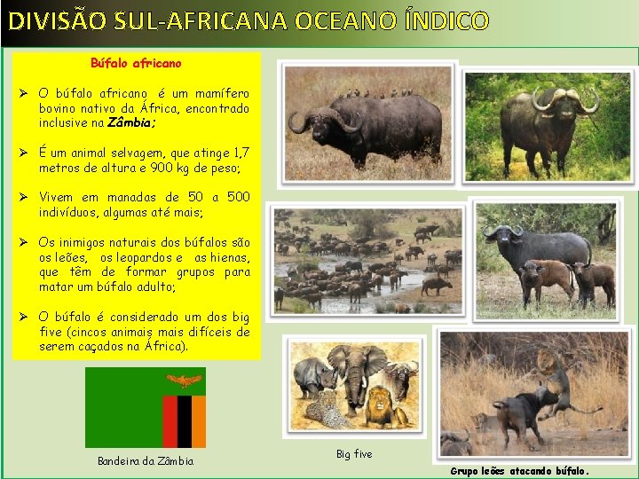 DIVISÃO SUL-AFRICANA OCEANO ÍNDICO Búfalo africano Ø O búfalo africano é um mamífero bovino