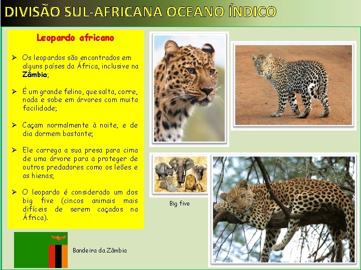 DIVISÃO SUL-AFRICANA OCEANO ÍNDICO Leopardo africano Ø Os leopardos são encontrados em alguns países