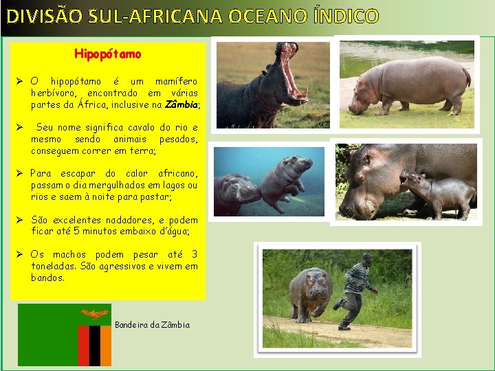 DIVISÃO SUL-AFRICANA OCEANO ÍNDICO Hipopótamo Ø O hipopótamo é um mamífero herbívoro, encontrado em