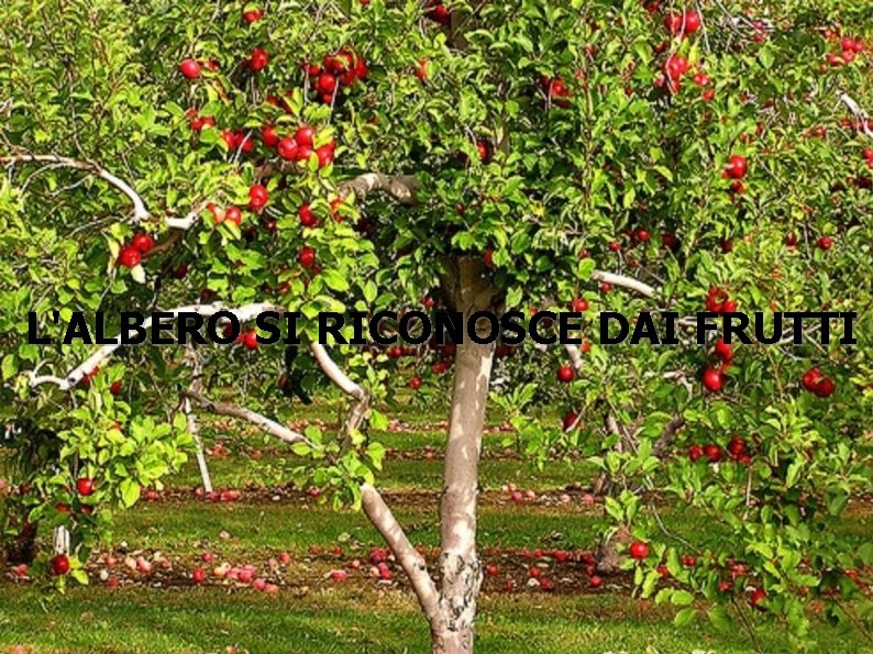 L'ALBERO SI RICONOSCE DAI FRUTTI 