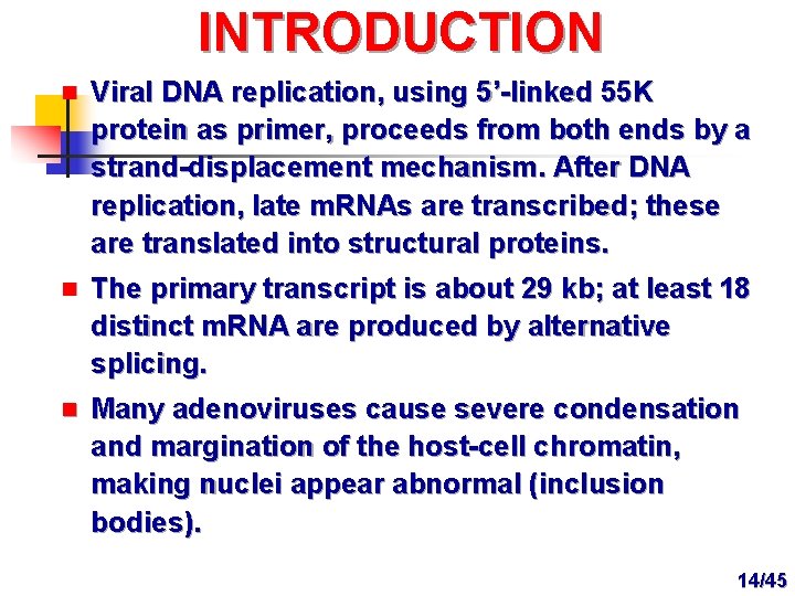 INTRODUCTION n Viral DNA replication, using 5’-linked 55 K protein as primer, proceeds from