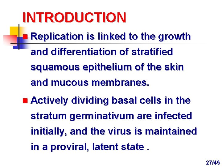 INTRODUCTION n Replication is linked to the growth and differentiation of stratified squamous epithelium