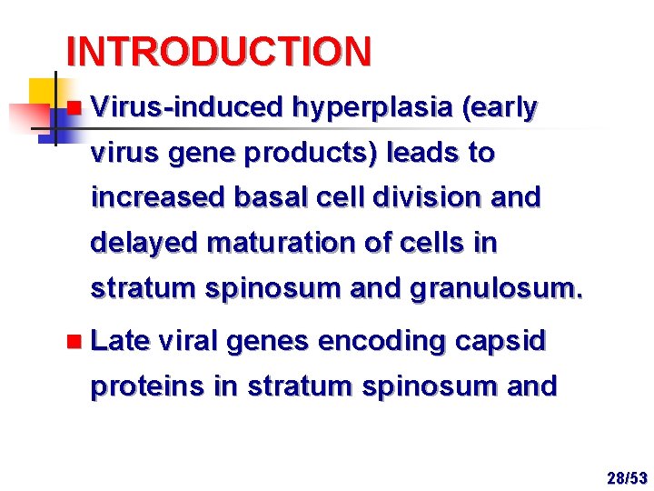 INTRODUCTION n Virus-induced hyperplasia (early virus gene products) leads to increased basal cell division