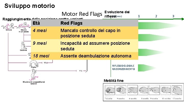 Sviluppo motorio Motor Red Flags Raggiungimento della posizione eretta: varianti Evoluzione dei Età (mesi)