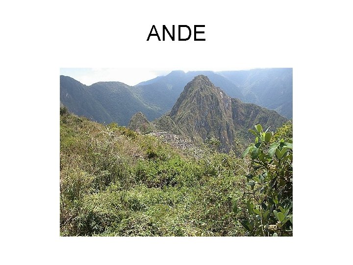 ANDE 