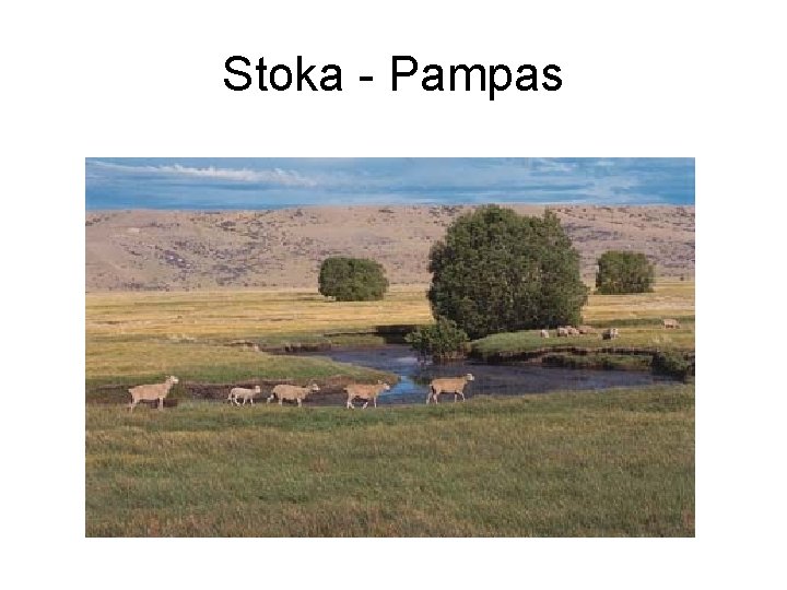 Stoka - Pampas 