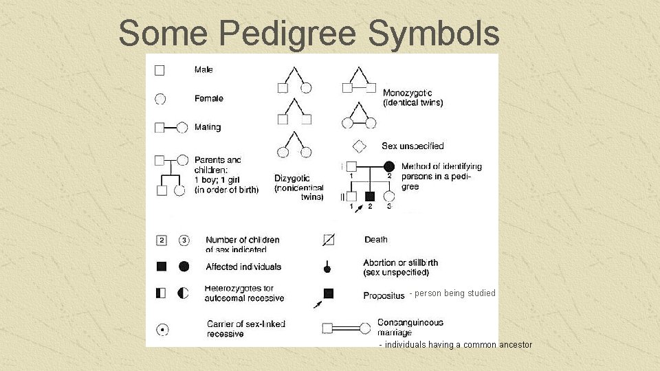 Some Pedigree Symbols - person being studied - individuals having a common ancestor 