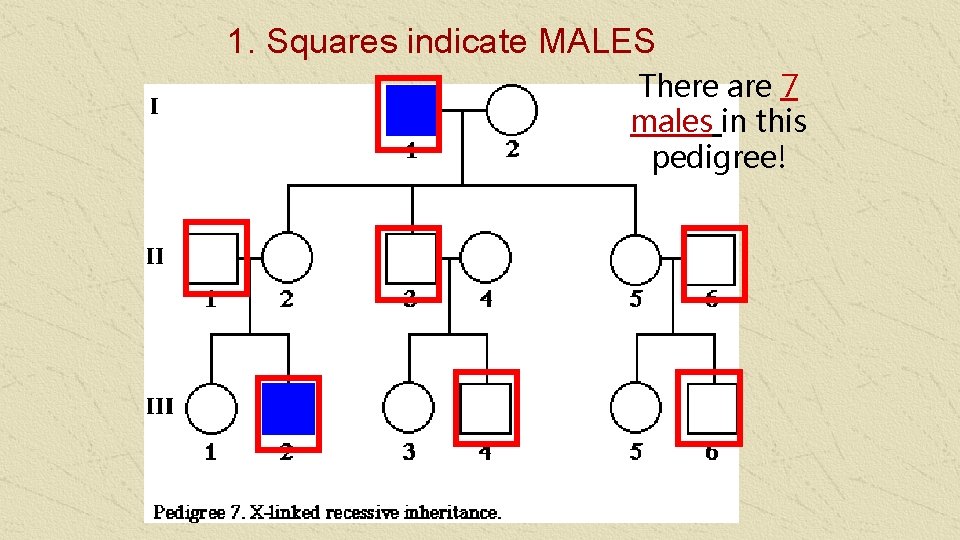 1. Squares indicate MALES There are 7 males in this pedigree! 