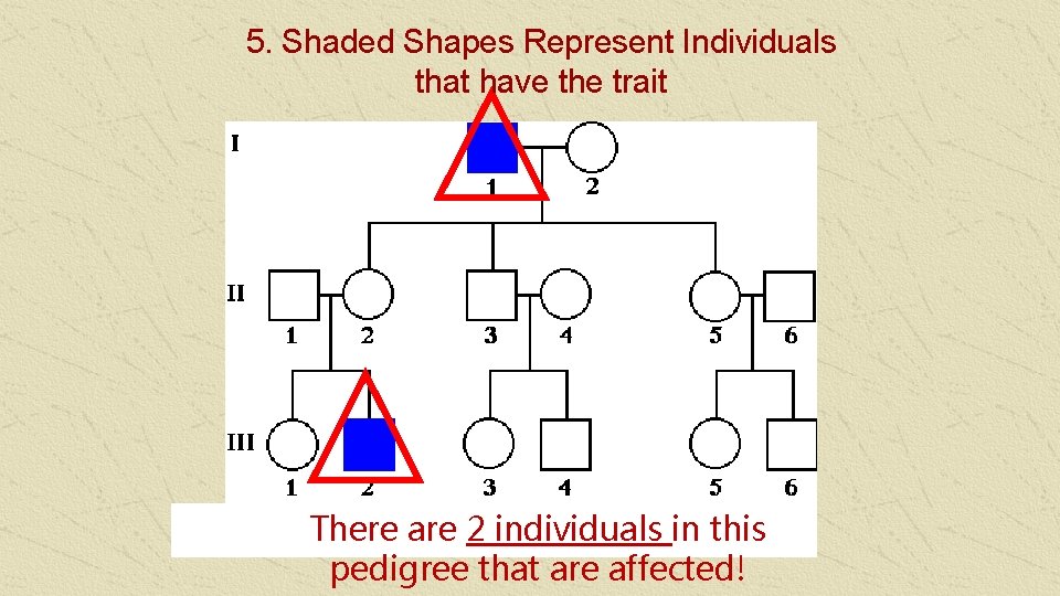 5. Shaded Shapes Represent Individuals that have the trait There are 2 individuals in