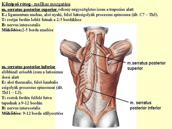 Középső réteg– mellkas mozgatása m. serratus posterior superior vékony négyszögletes izom a trapezius alatt Középső réteg– mellkas mozgatása m. serratus posterior superior vékony négyszögletes izom a trapezius alatt