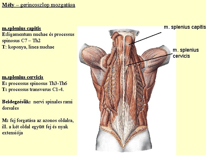 Mély – gerincoszlop mozgatása m. splenius capitis E: ligamentum nuchae és processus spinosus C