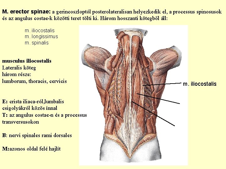 M. erector spinae: a gerincoszloptól posterolateralisan helyezkedik el, a processus spinosusok és az angulus