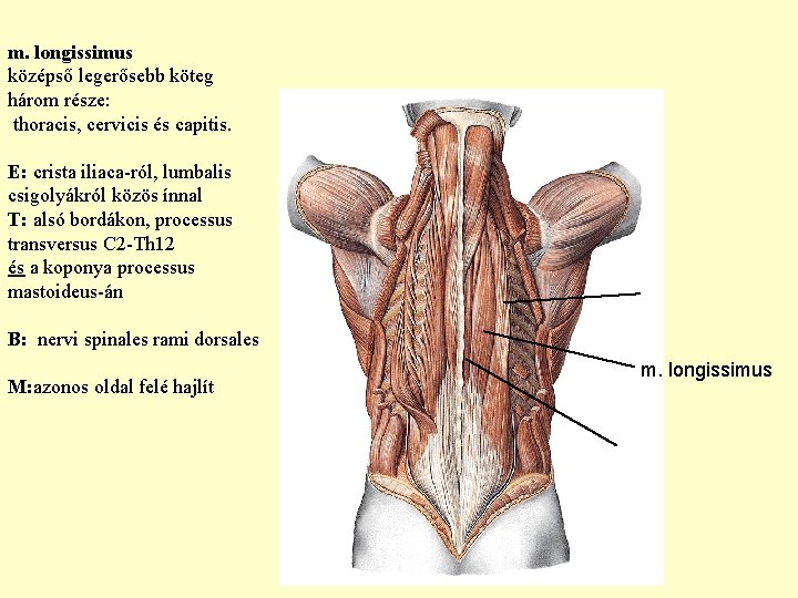 m. longissimus középső legerősebb köteg három része: thoracis, cervicis és capitis. E: crista iliaca-ról, m. longissimus középső legerősebb köteg három része: thoracis, cervicis és capitis. E: crista iliaca-ról,