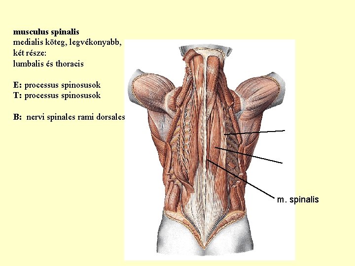 musculus spinalis medialis köteg, legvékonyabb, két része: lumbalis és thoracis E: processus spinosusok T: