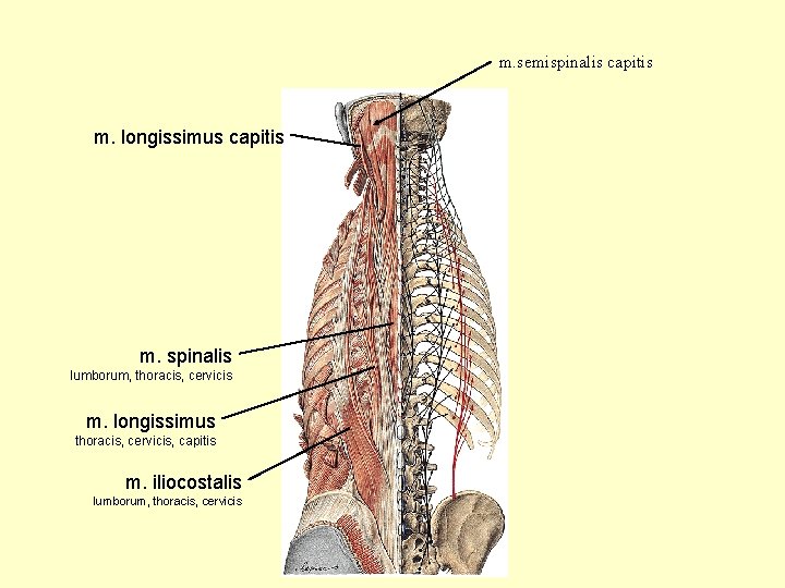 m. semispinalis capitis m. longissimus capitis m. spinalis lumborum, thoracis, cervicis m. longissimus thoracis,