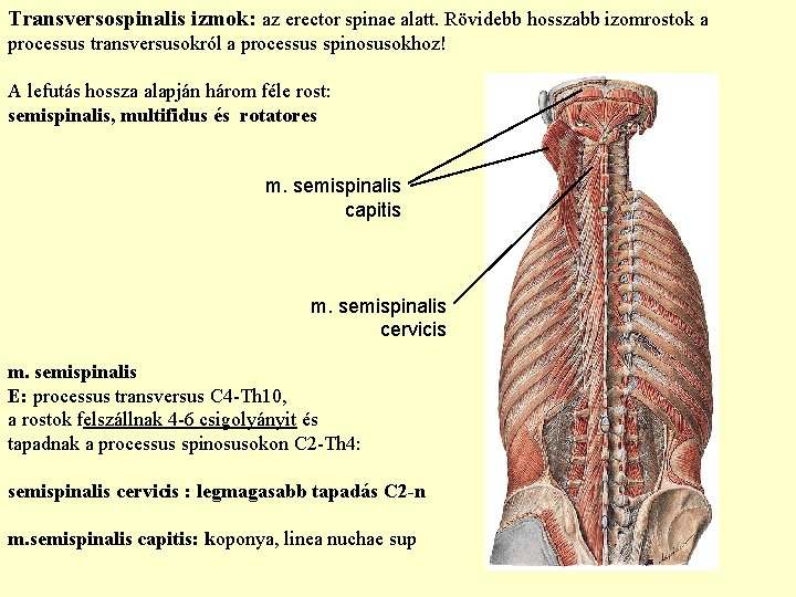 Transversospinalis izmok: az erector spinae alatt. Rövidebb hosszabb izomrostok a processus transversusokról a processus Transversospinalis izmok: az erector spinae alatt. Rövidebb hosszabb izomrostok a processus transversusokról a processus
