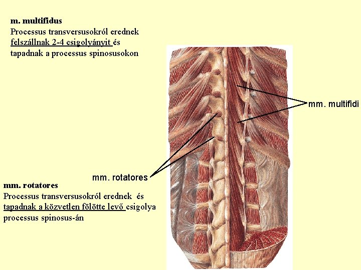 m. multifidus Processus transversusokról erednek felszállnak 2 -4 csigolyányit és tapadnak a processus spinosusokon m. multifidus Processus transversusokról erednek felszállnak 2 -4 csigolyányit és tapadnak a processus spinosusokon