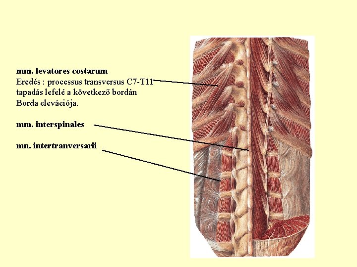 mm. levatores costarum Eredés : processus transversus C 7 -T 11 tapadás lefelé a mm. levatores costarum Eredés : processus transversus C 7 -T 11 tapadás lefelé a