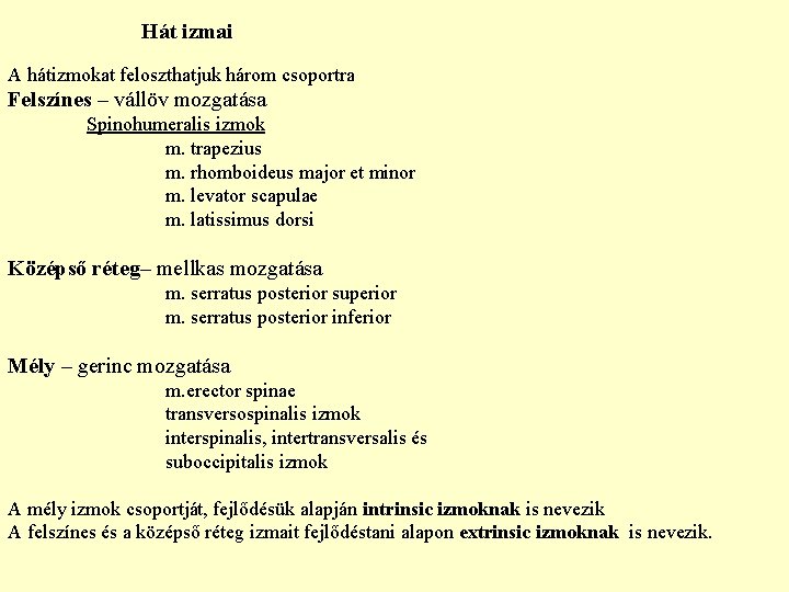 Hát izmai A hátizmokat feloszthatjuk három csoportra Felszínes – vállöv mozgatása Spinohumeralis izmok m.