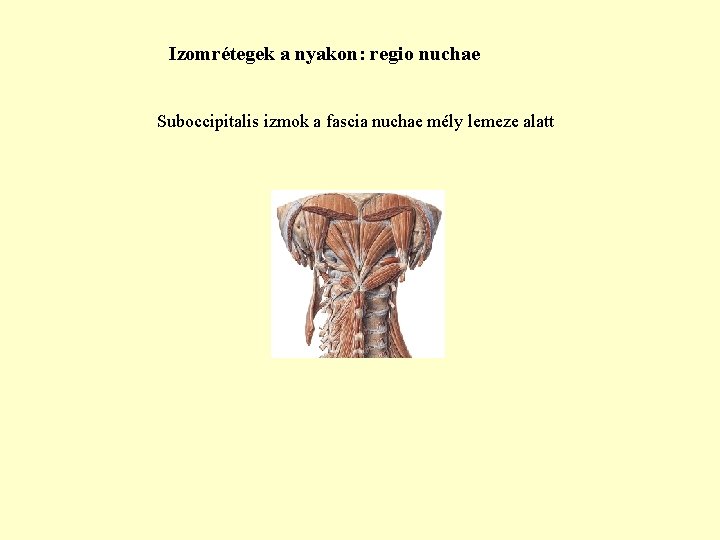 Izomrétegek a nyakon: regio nuchae Suboccipitalis izmok a fascia nuchae mély lemeze alatt 