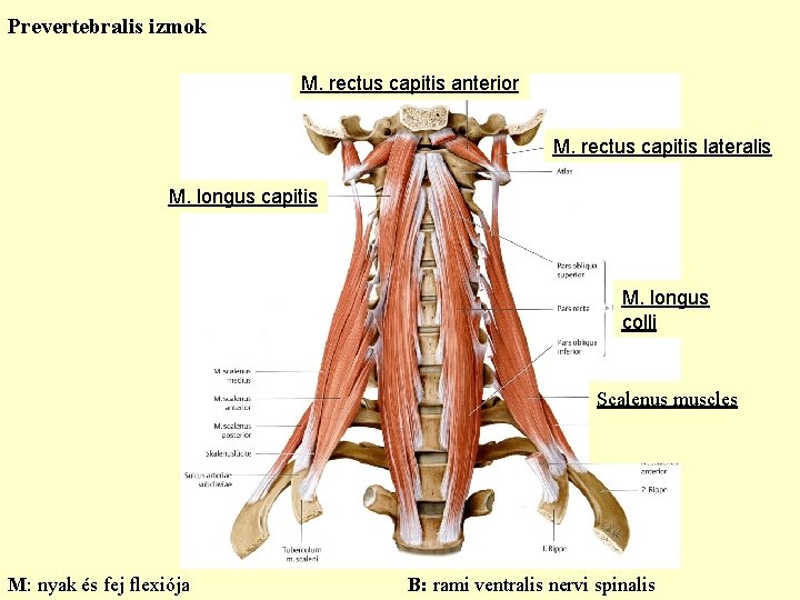 Prevertebralis izmok M. rectus capitis anterior M. rectus capitis lateralis M. longus capitis M.