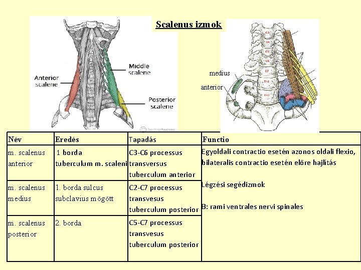 Scalenus izmok medius anterior Név Eredés Tapadás C 3 -C 6 processus m. scalenus