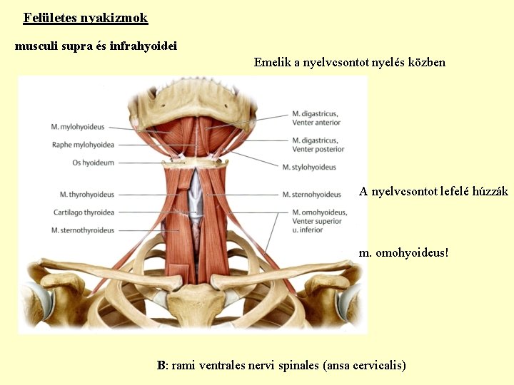 Felületes nyakizmok musculi supra és infrahyoidei Emelik a nyelvcsontot nyelés közben A nyelvcsontot lefelé