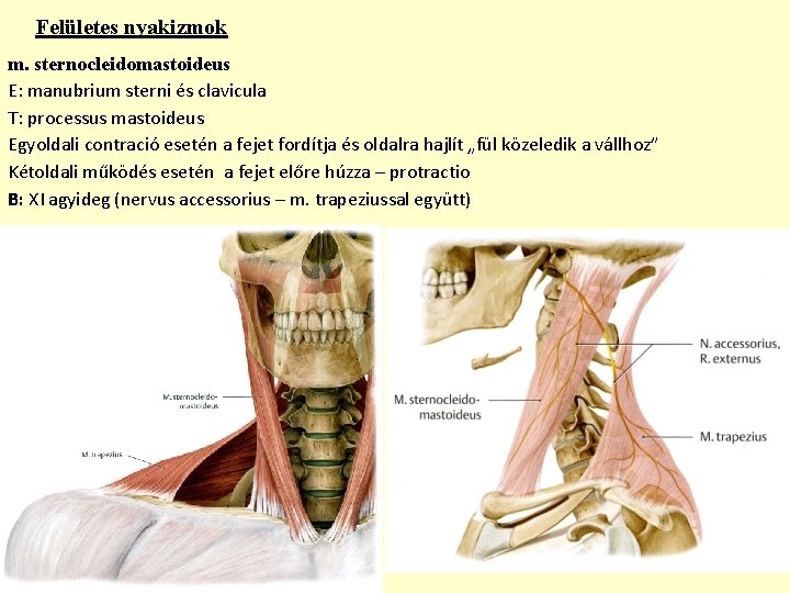 Felületes nyakizmok m. sternocleidomastoideus E: manubrium sterni és clavicula T: processus mastoideus Egyoldali contració