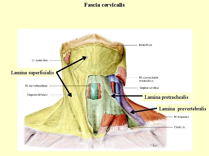 Fascia cervicalis Lamina superficialis Lamina pretrachealis Lamina prevertebralis Fascia cervicalis Lamina superficialis Lamina pretrachealis Lamina prevertebralis