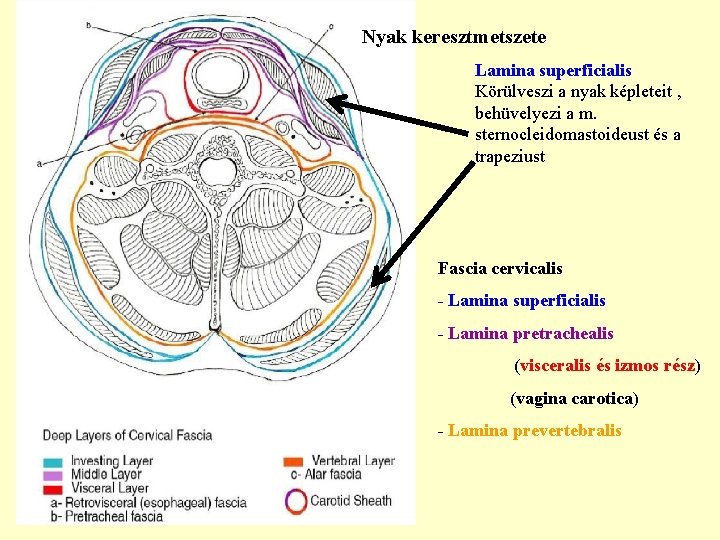 Nyak keresztmetszete Lamina superficialis Körülveszi a nyak képleteit , behüvelyezi a m. sternocleidomastoideust és