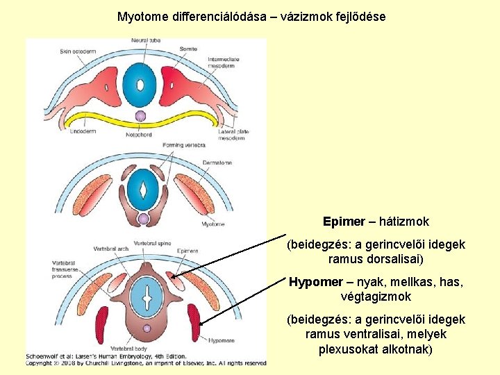 Myotome differenciálódása – vázizmok fejlődése Epimer – hátizmok (beidegzés: a gerincvelői idegek ramus dorsalisai) Myotome differenciálódása – vázizmok fejlődése Epimer – hátizmok (beidegzés: a gerincvelői idegek ramus dorsalisai)