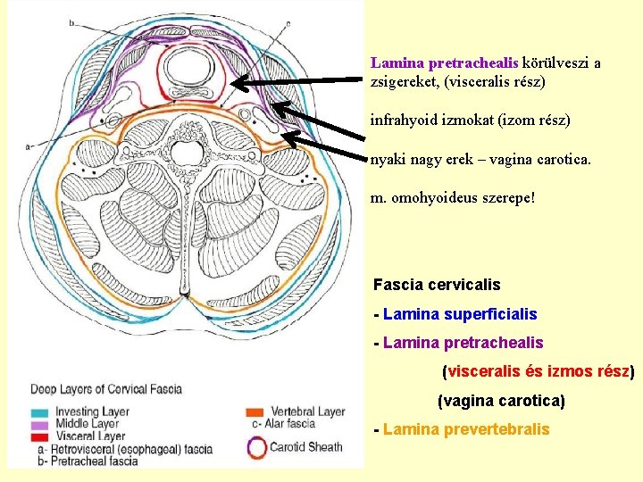 Lamina pretrachealis körülveszi a zsigereket, (visceralis rész) infrahyoid izmokat (izom rész) nyaki nagy erek Lamina pretrachealis körülveszi a zsigereket, (visceralis rész) infrahyoid izmokat (izom rész) nyaki nagy erek