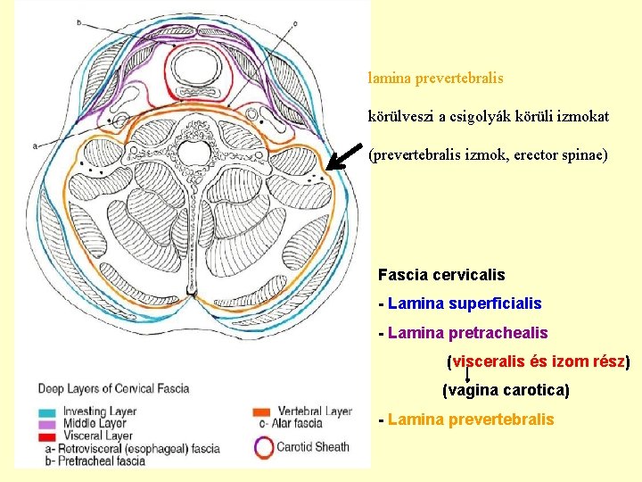 lamina prevertebralis körülveszi a csigolyák körüli izmokat (prevertebralis izmok, erector spinae) Fascia cervicalis - lamina prevertebralis körülveszi a csigolyák körüli izmokat (prevertebralis izmok, erector spinae) Fascia cervicalis -