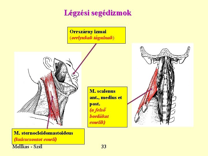 Légzési segédizmok Orrszárny izmai (orrlyukak tágulnak) M. scalenus ant. , medius et post. (a Légzési segédizmok Orrszárny izmai (orrlyukak tágulnak) M. scalenus ant. , medius et post. (a